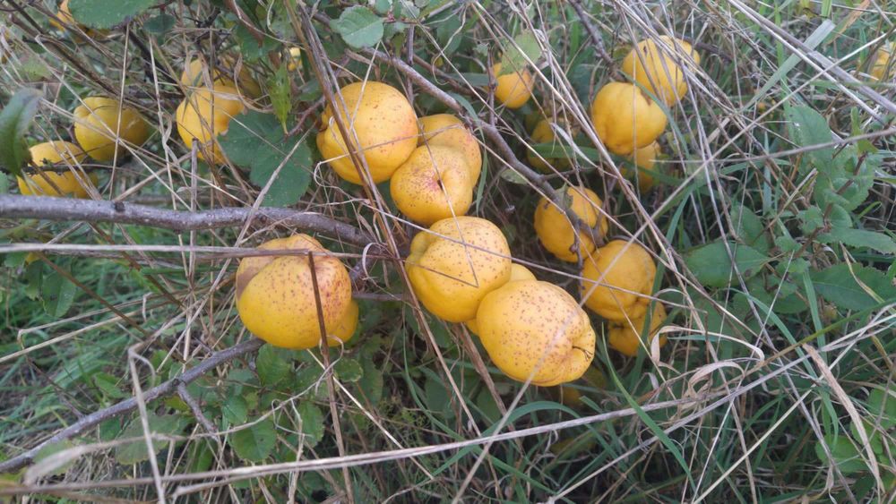 Pigwowiec Japoński EKOLOGICZNY - duży 4cm+ CERTYFIKAT! ( nie pigwa )