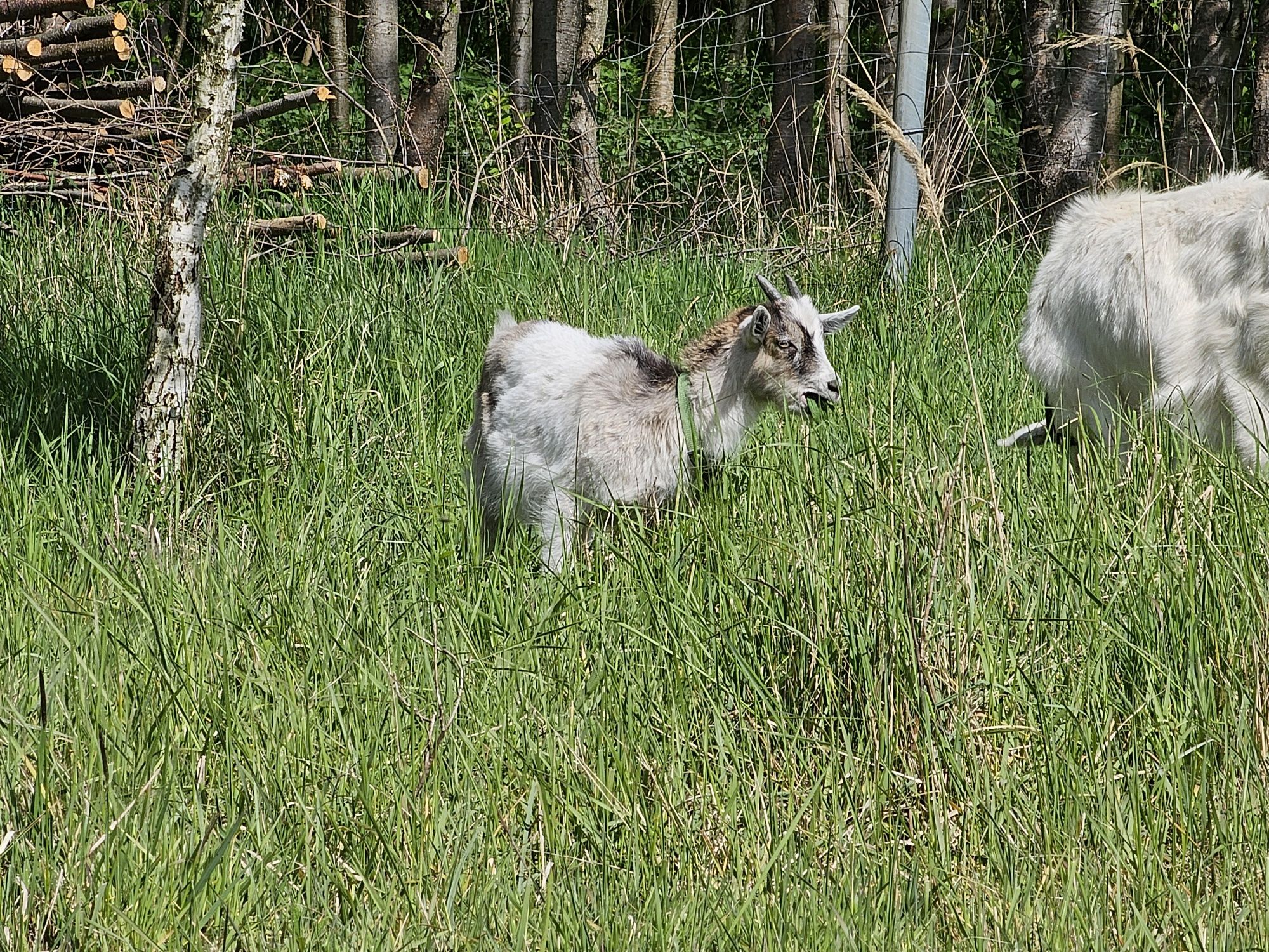 Kozy z młodymi mleczne oraz mlode