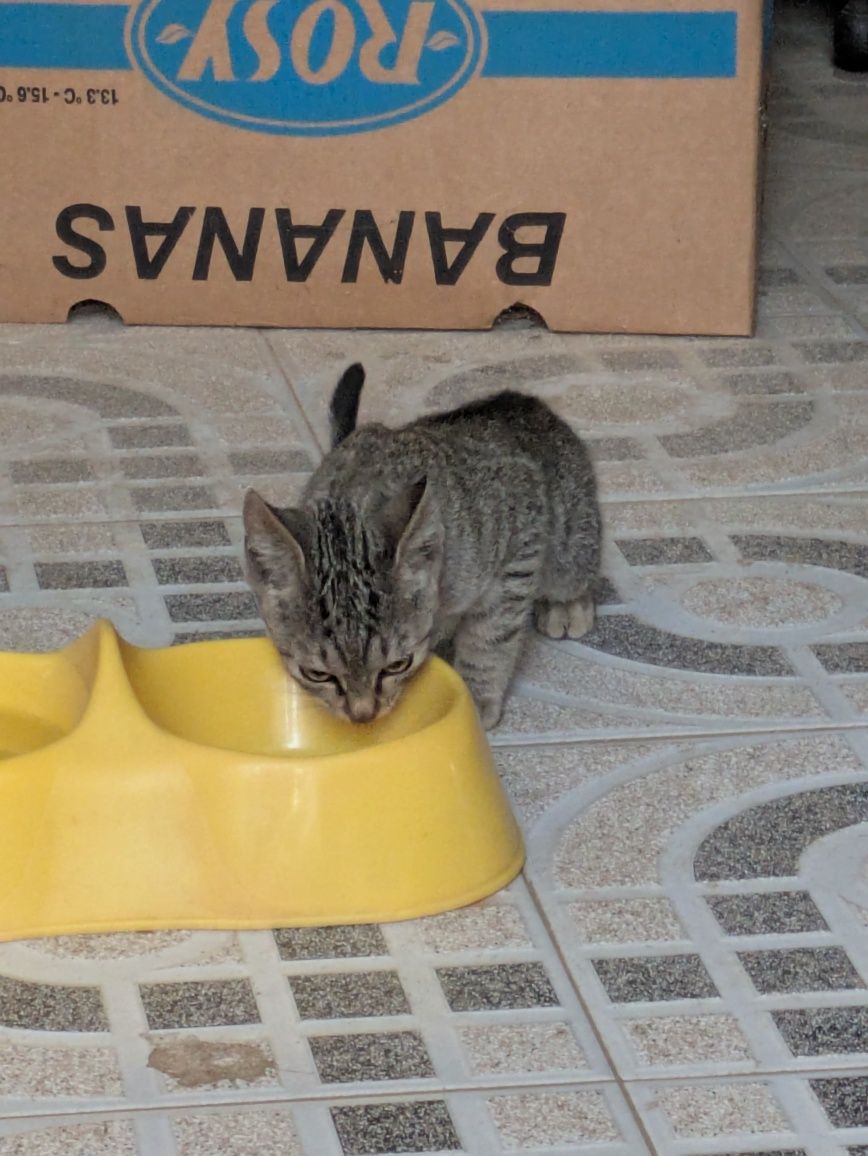 Gato/ Gata bebe de rua