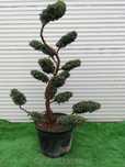 Donica z Bonsai z jałowca chińskiego 'BLUE ALPS' - 150 cm
