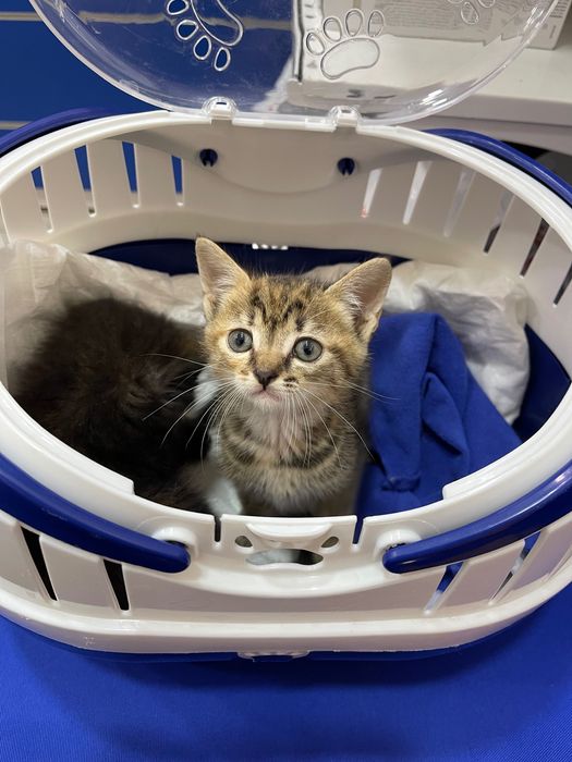 Котята котики отдам красивый котенок