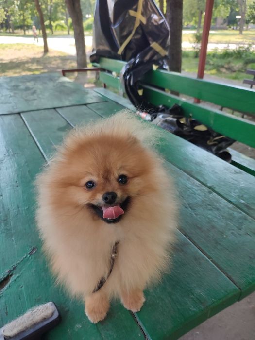 померанские мишки