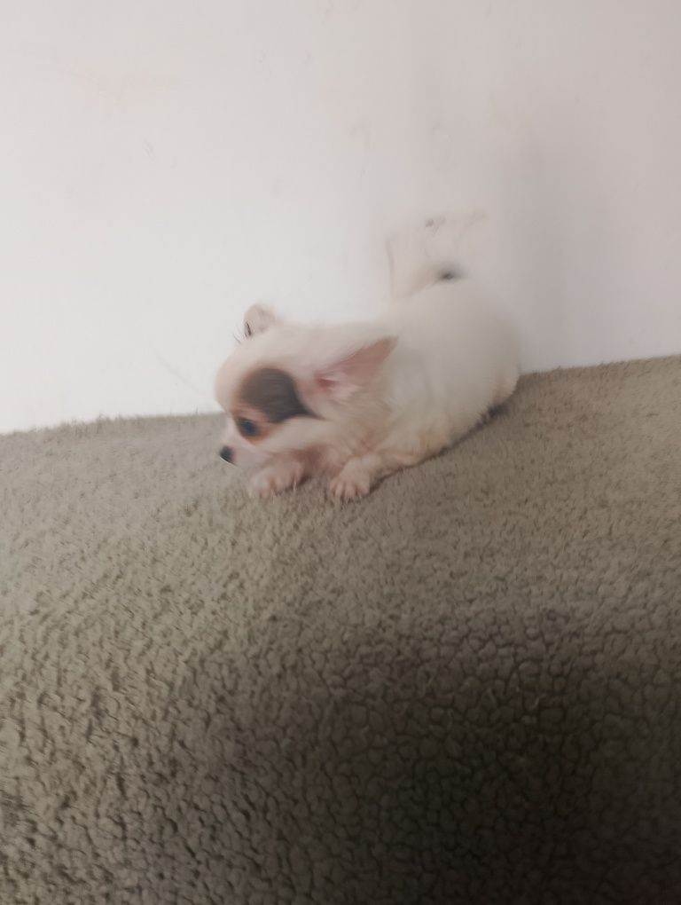Chihuahua piesek długowłosy biały ze znaczeniami