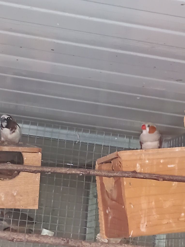 Vendo várias aves