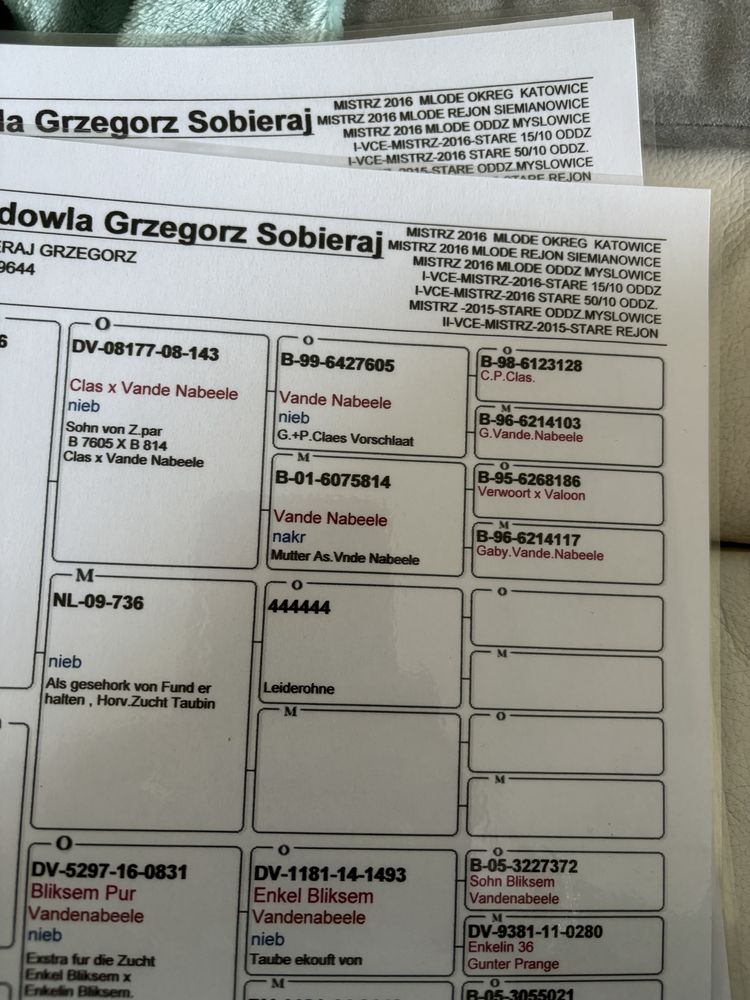 Golebie pocztowe