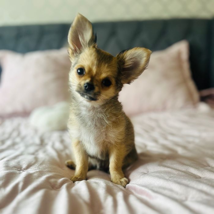 Chihuahua długowłosy