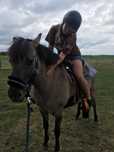 Sprzedam 7 letnią klacz, konik polski, ok 135 cm w kłębie