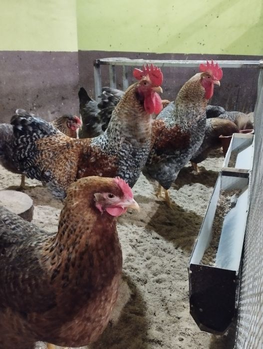 Курочки Білефельдори