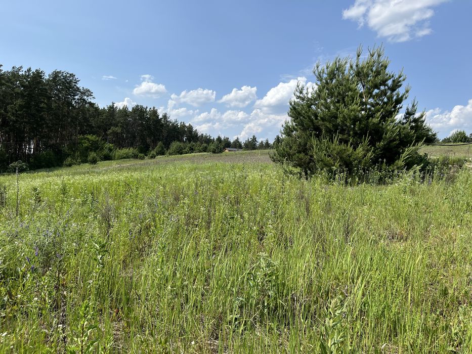 Ділянка біля лісу 10 соток