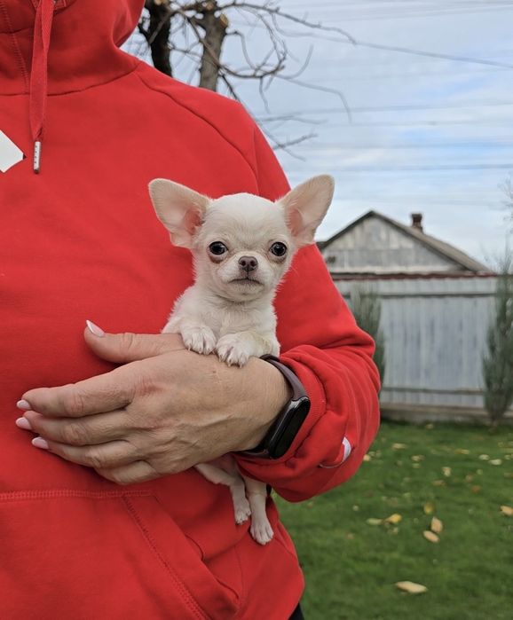 Надзвичайні красунчики чихуахуа.