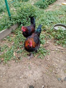 Kogut ,Koguty młode - Marans- Sussex