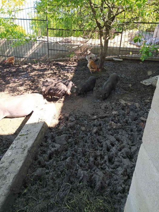 Вьетнамскі свіні.