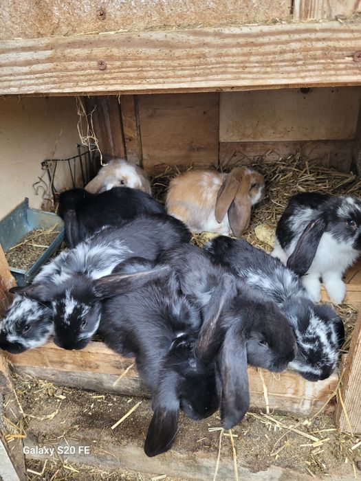 Króliki młode baran francuski