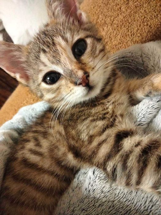 Кошенятко шукає люблячу родину!