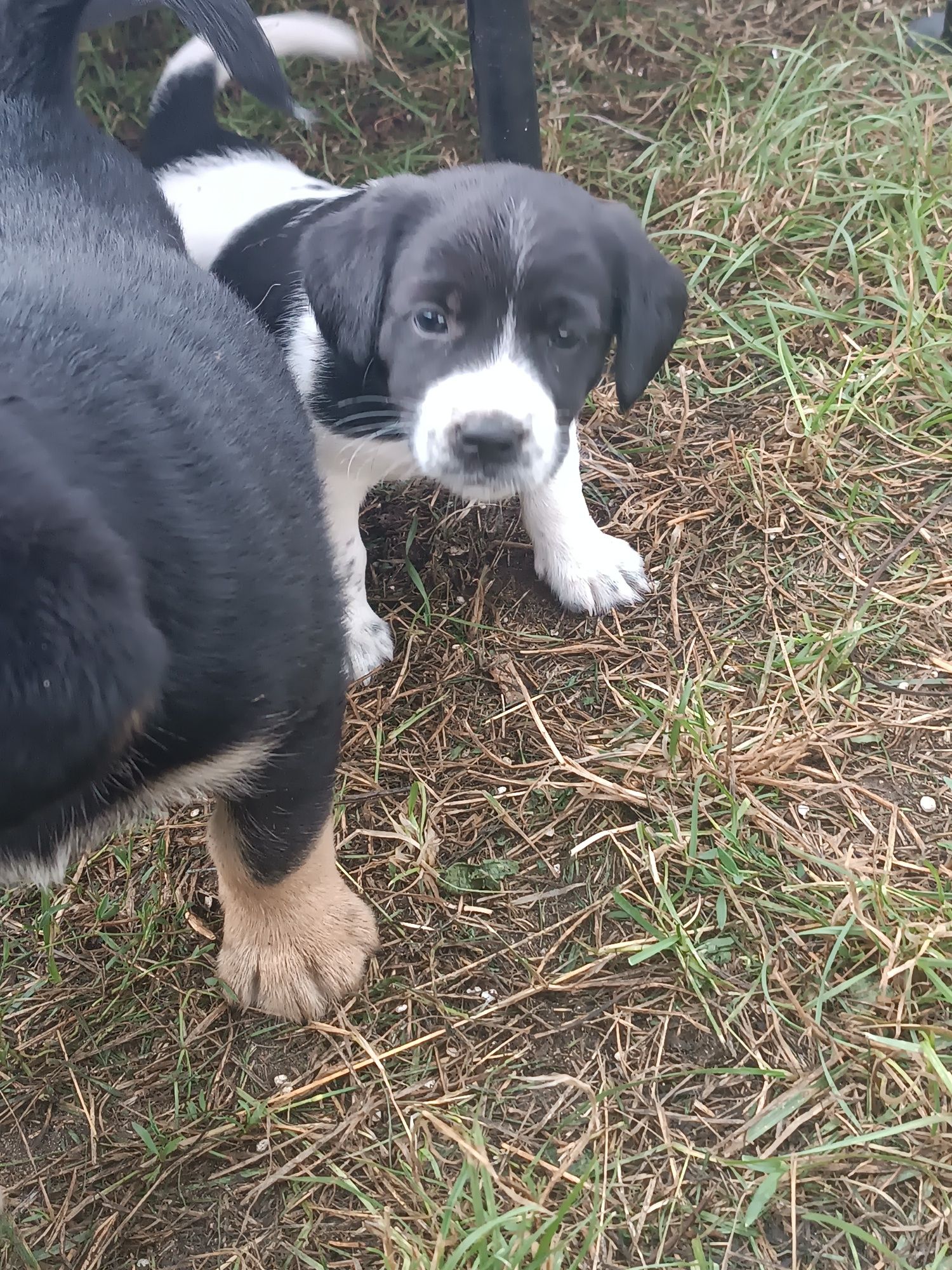 Pieski do adopcji