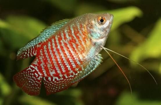 Rybki. akwariowe i roslinki
