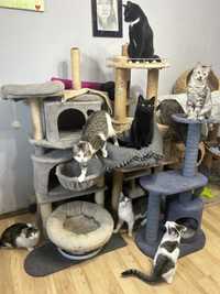 100 kotów pilnie szuka domów