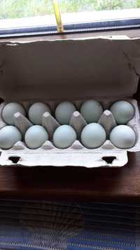 Jaja lęgowe kur - seledynowe