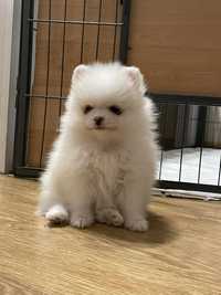 Szpic miniaturowy pomeranian