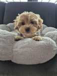 CUDOWNY Szczeniak Maltipoo TOY ! Rodowód + Chip!