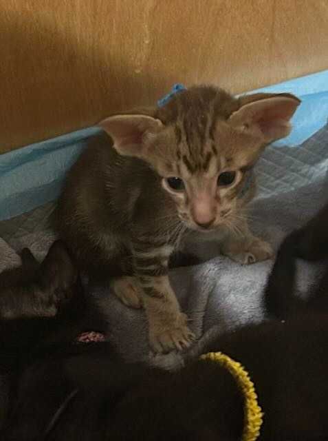 Orientalny kociak o nietypowym pręgowaniu