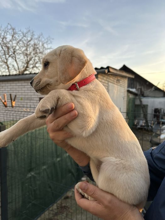 Лабрадор ретривер