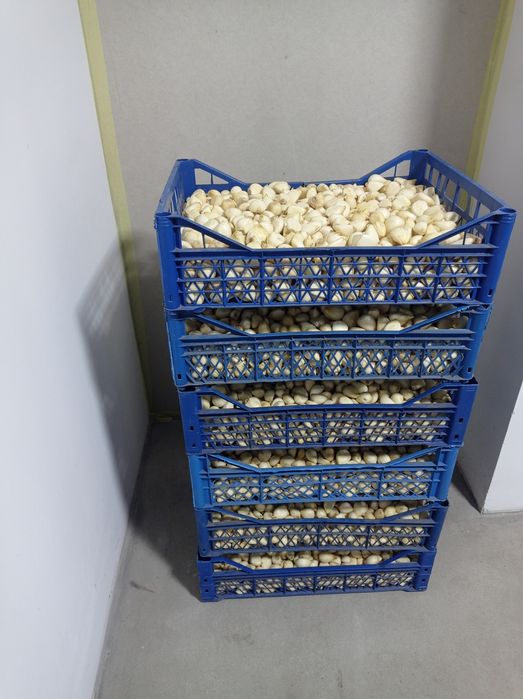 Часник очищений, сорт Любаша, 100 грн/кг