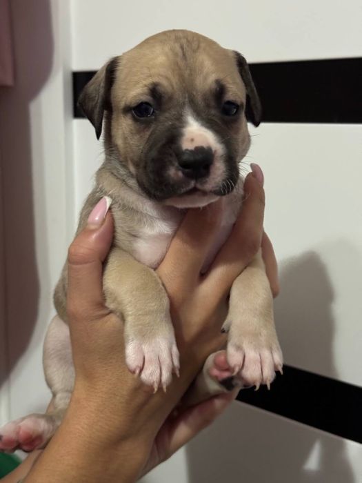 Стафордширский терьер (Амстаф) ( стафорд )