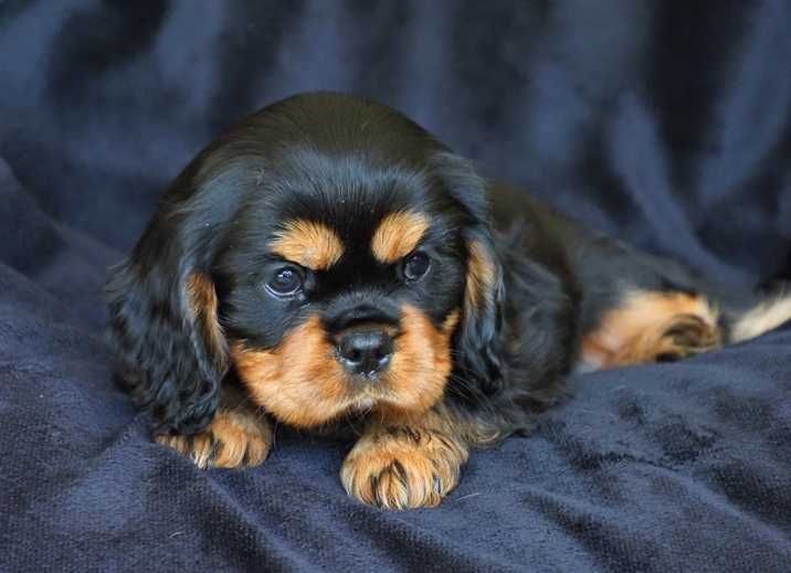 Cavalier King Charles Spaniel - ZKwP FCI - SUCZKA