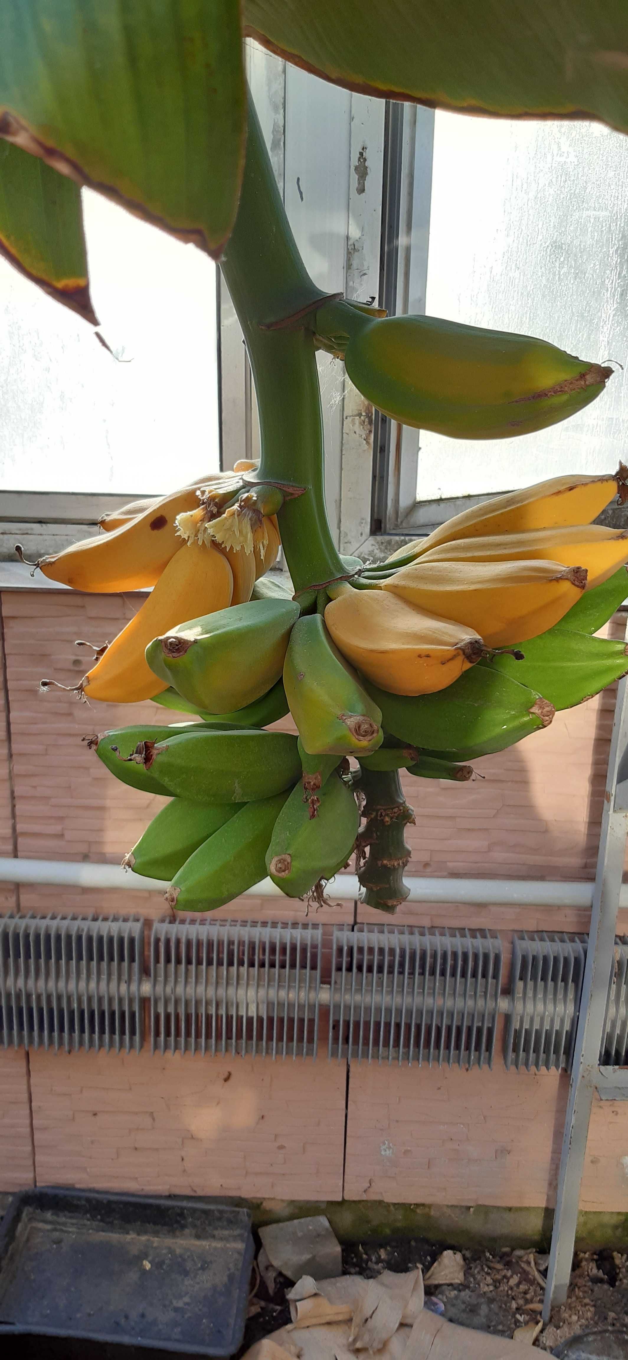 банан канарский саженец