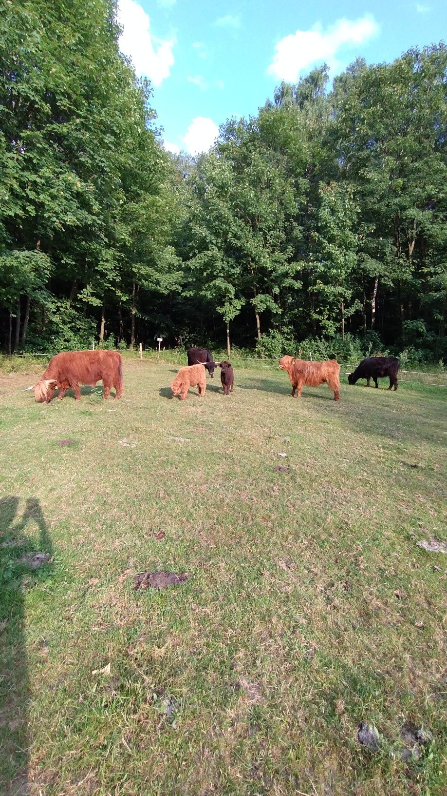 Sprzedam stado rasy highland.