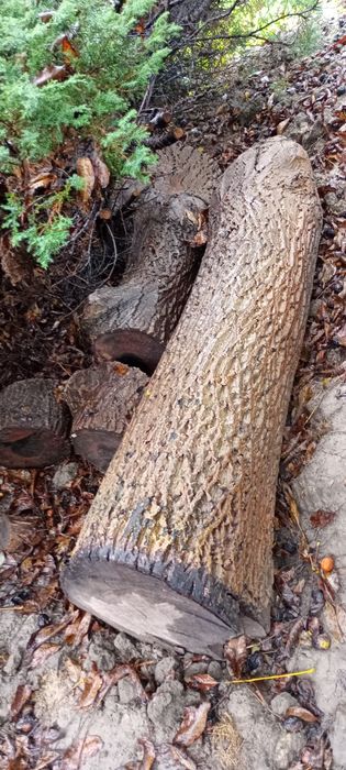 Ścięte drzewo orzech