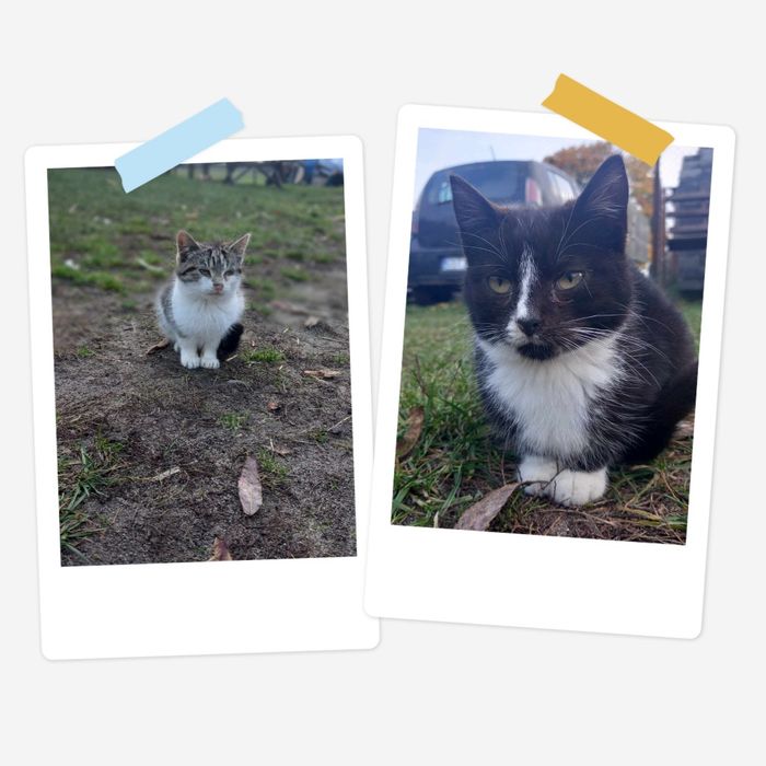 Oddam kotki w dobre ręce