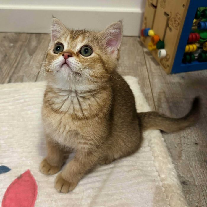 Kot szkocki prostouchy - kocur rasowy złoty hodowla kotów szkocki fold