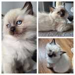 Alvin Kocurek Ragdoll colorpoint
