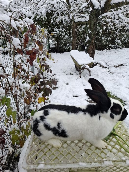 Srokacz srokacze królice samice