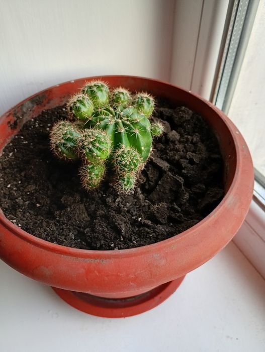 Кактуси з діточками