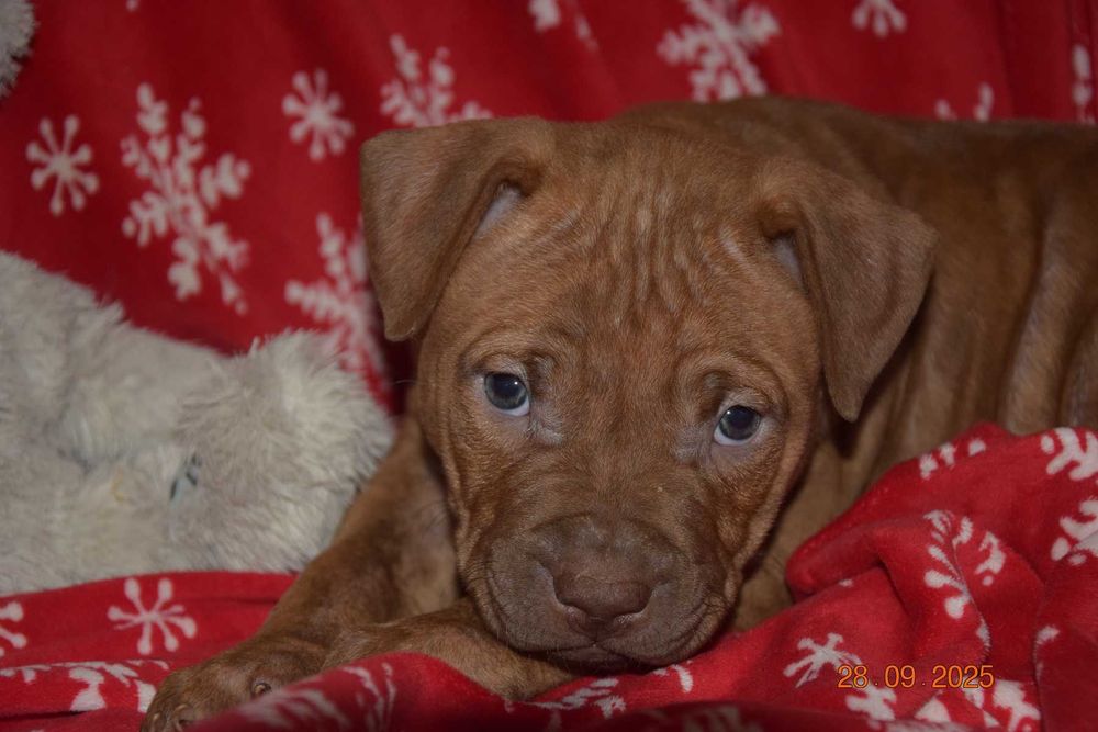 Szczeniak American pit bull terrier, pitbull