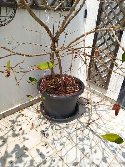 Árvore de Araça em vaso