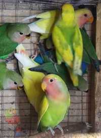 Молоденькие неразлучники волнистые попугаи