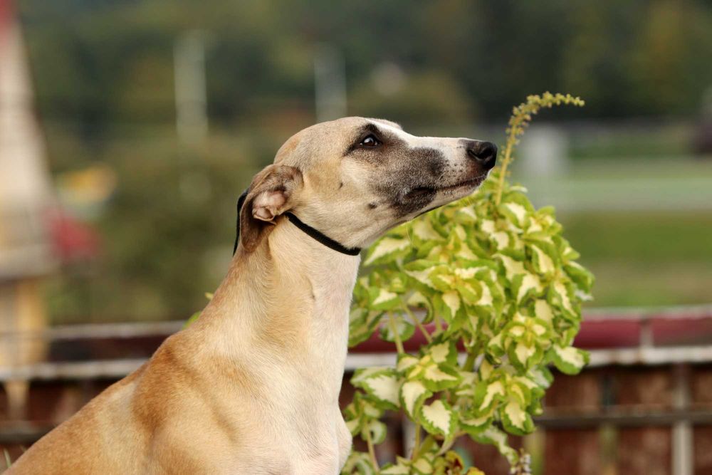 Whippet Chart Angielski, ZKwP/FCI, cudna sunia SATI