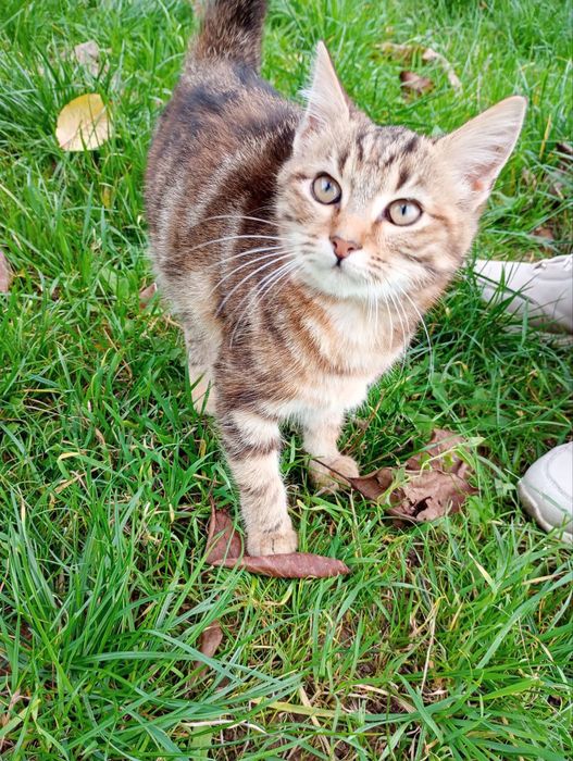 Кошечки в добрые руки