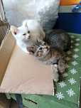 Gatinhos bebes para adoção responsável