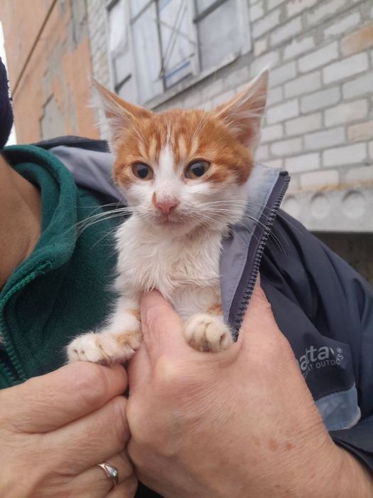 Маленька дівчинка в добрі руки