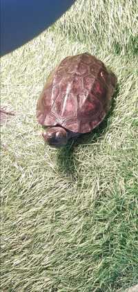 Mauremys reevesii żółwie chińskie