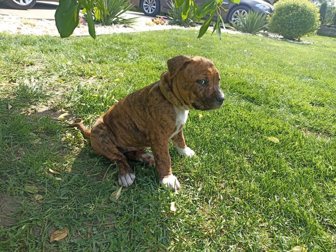 Amerykański Staffordshire terrier