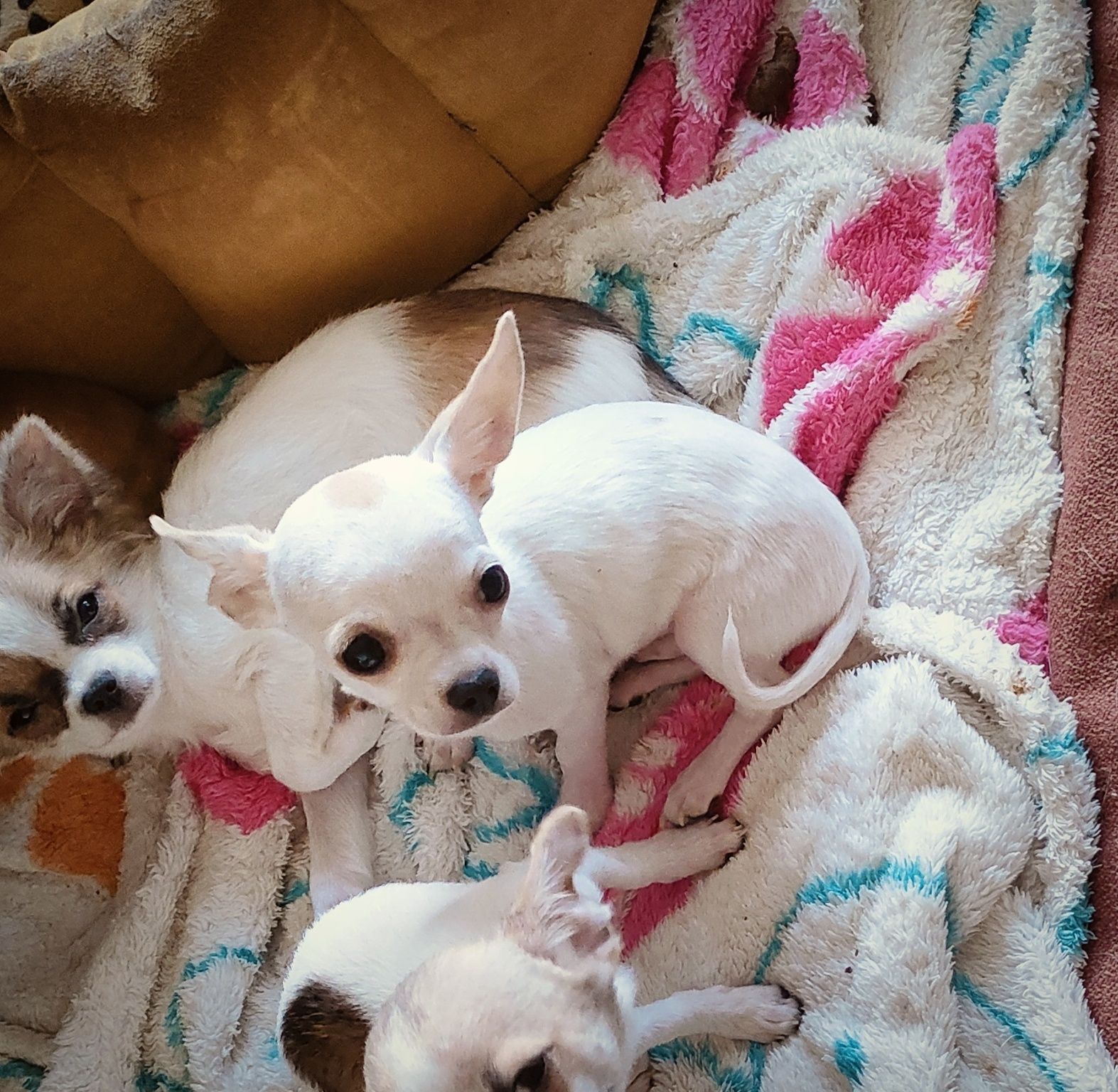 Chihuahua maleńki piesek