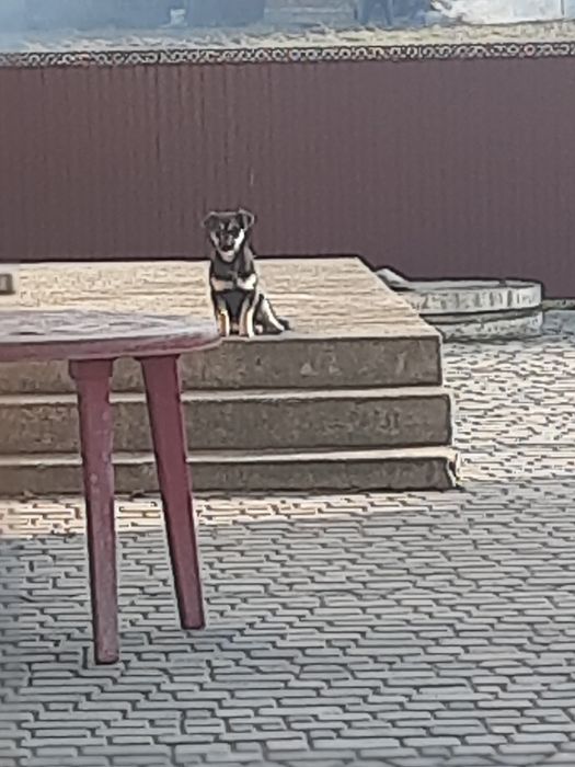 Щенята в добрі руки віддамо