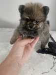 Pomeranian piesek Xxs
