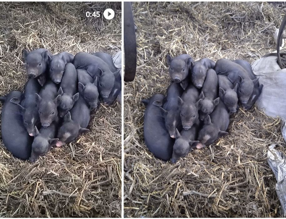 В'єтнамські поросята